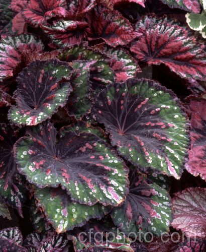 بگونیا رکس , CHARLES PLUMIER,Queen Alexandra Begonia 
